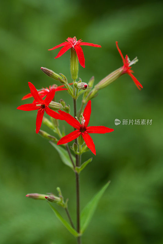 Royal Catchfly, j。t。Nickel Preserve，好的